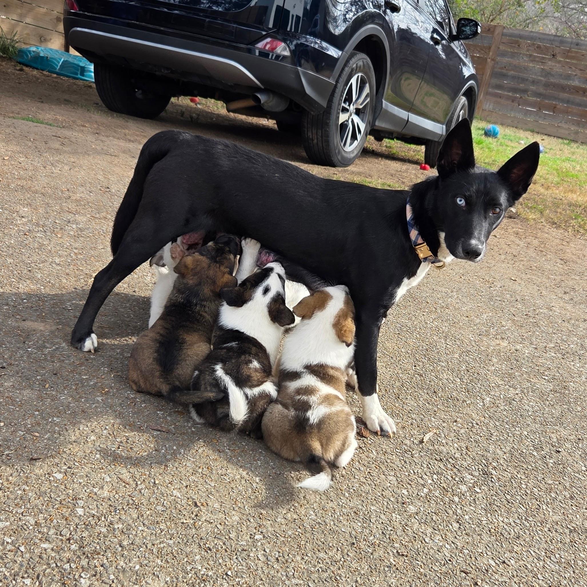 Enlarge Mama Dolores, a ADOPTABLE mixed breed in Chattanooga, TN image 4/4