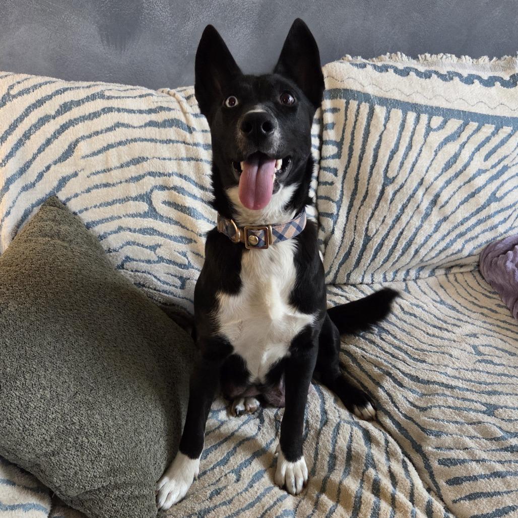 Dolores, ADOPTABLE, Young Female Husky & German Shepherd Dog.