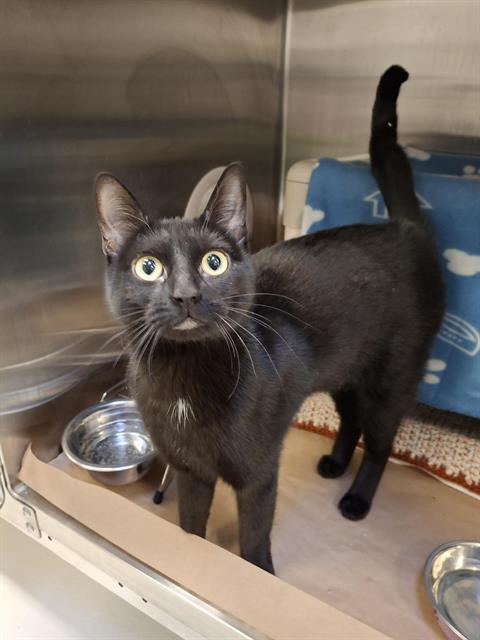 BERMUDA, Adoptable, Young Female Domestic Short Hair.