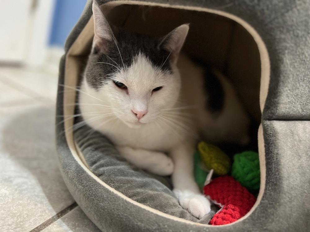 Ferrari, Adoptable, Young Male Domestic Short Hair & Turkish Van.