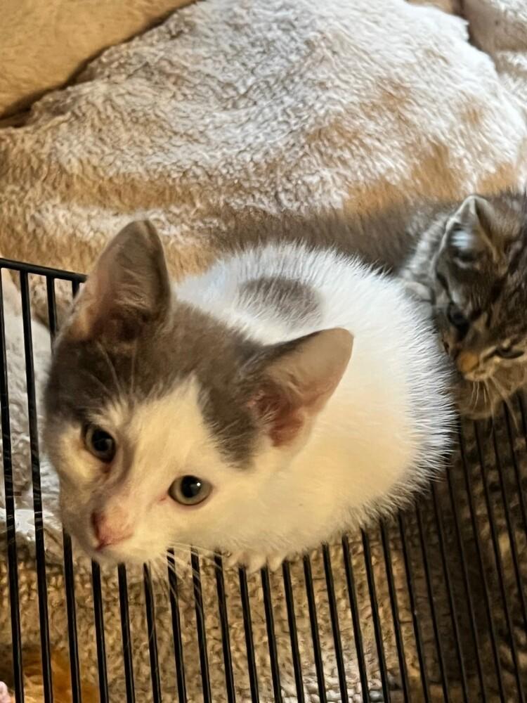 Ferrari, a Adoptable mixed breed in Wilmington, NC image 2/2