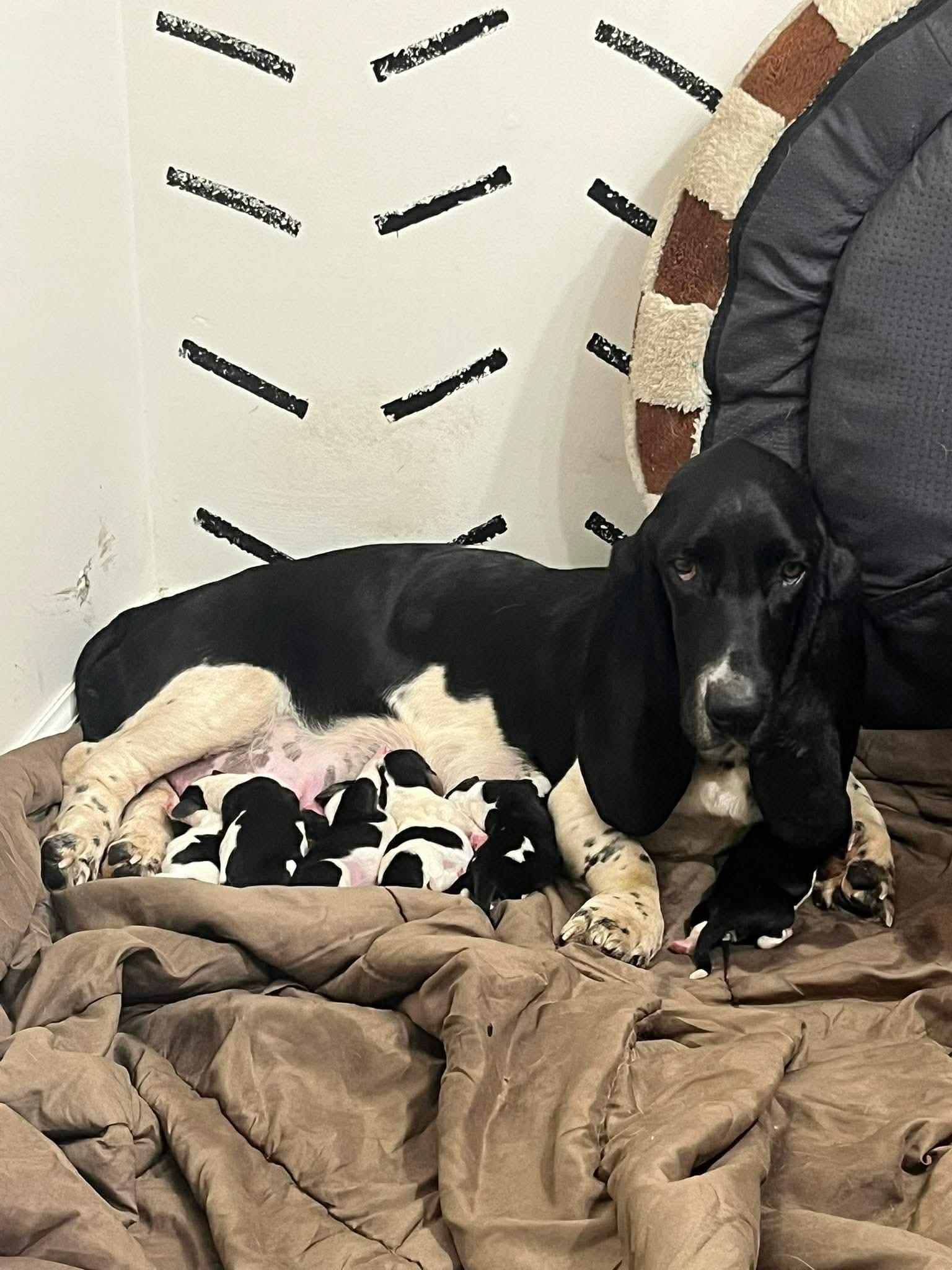 Enlarge Mustard Seed, a Adoptable Basset Hound in Richmond, KY image 1/6