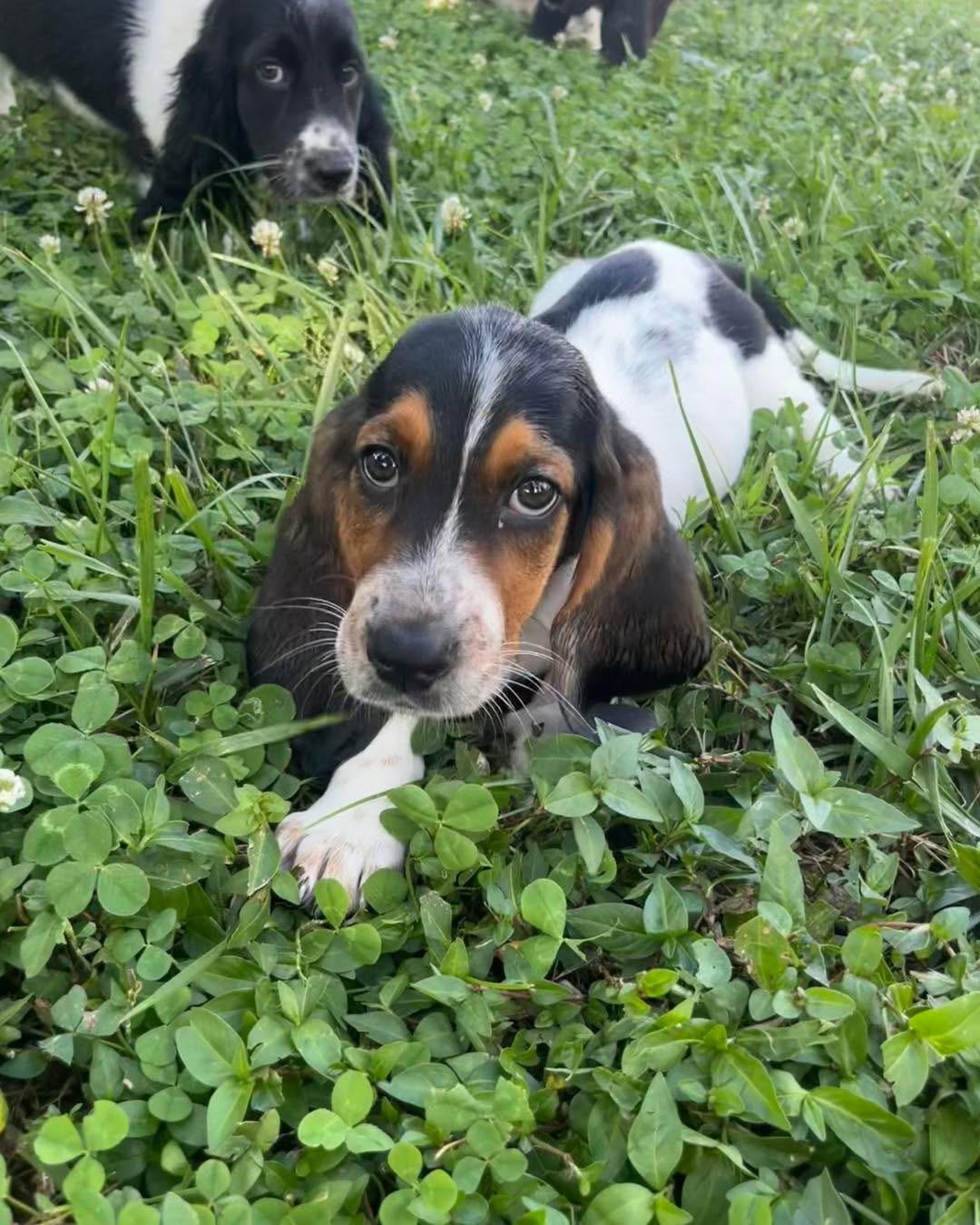 Enlarge Mustard Seed, a Adoptable Basset Hound in Richmond, KY image 3/6