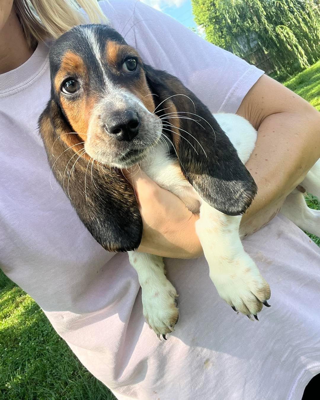 Enlarge Mustard Seed, a Adoptable Basset Hound in Richmond, KY image 4/6