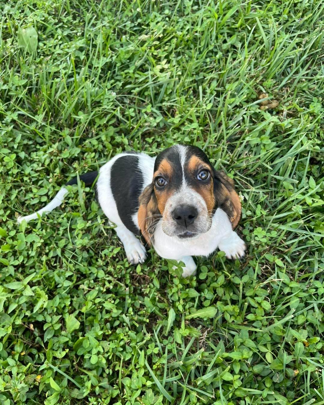 Enlarge Mustard Seed, a Adoptable Basset Hound in Richmond, KY image 5/6