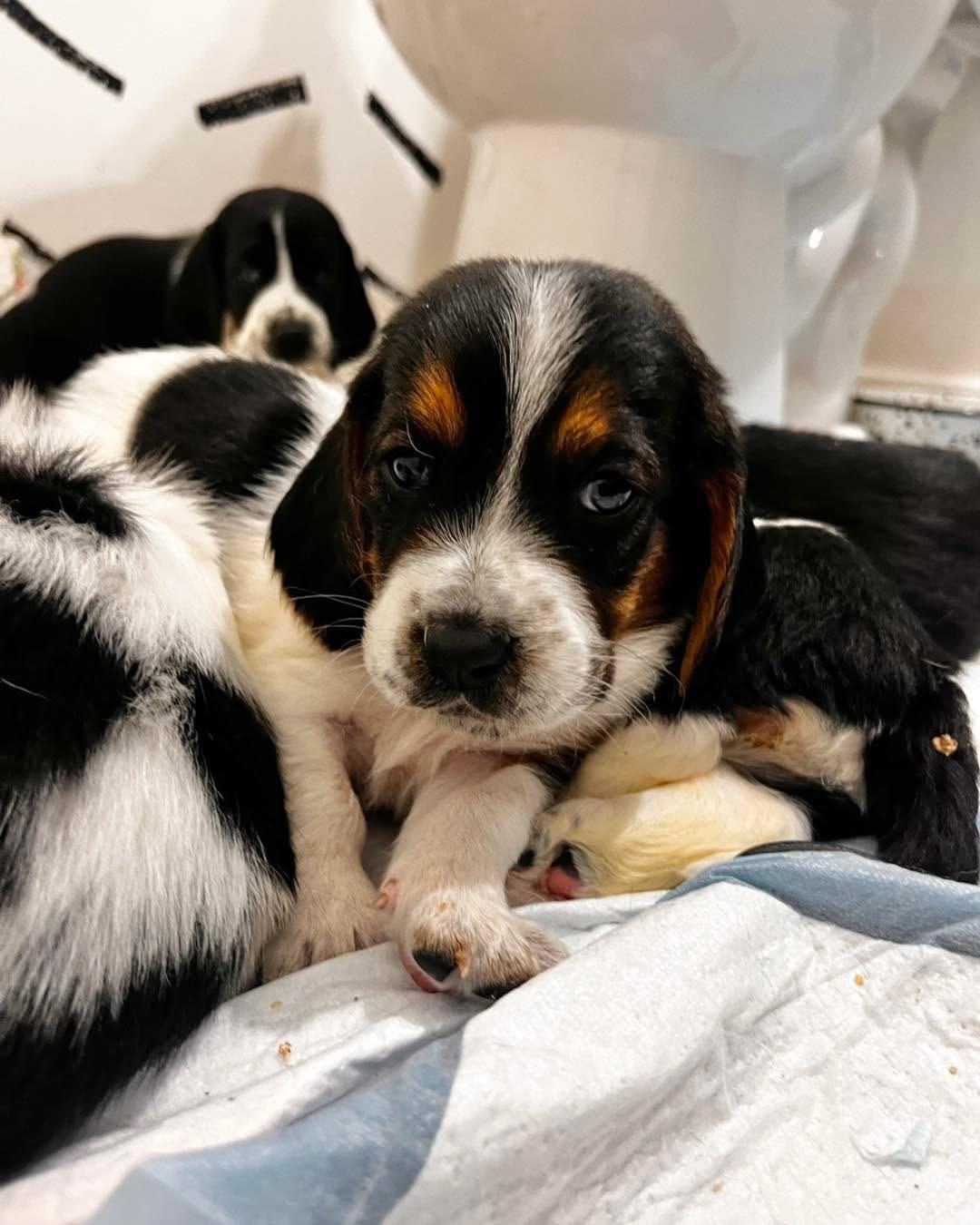 Enlarge Mustard Seed, a Adoptable Basset Hound in Richmond, KY image 6/6