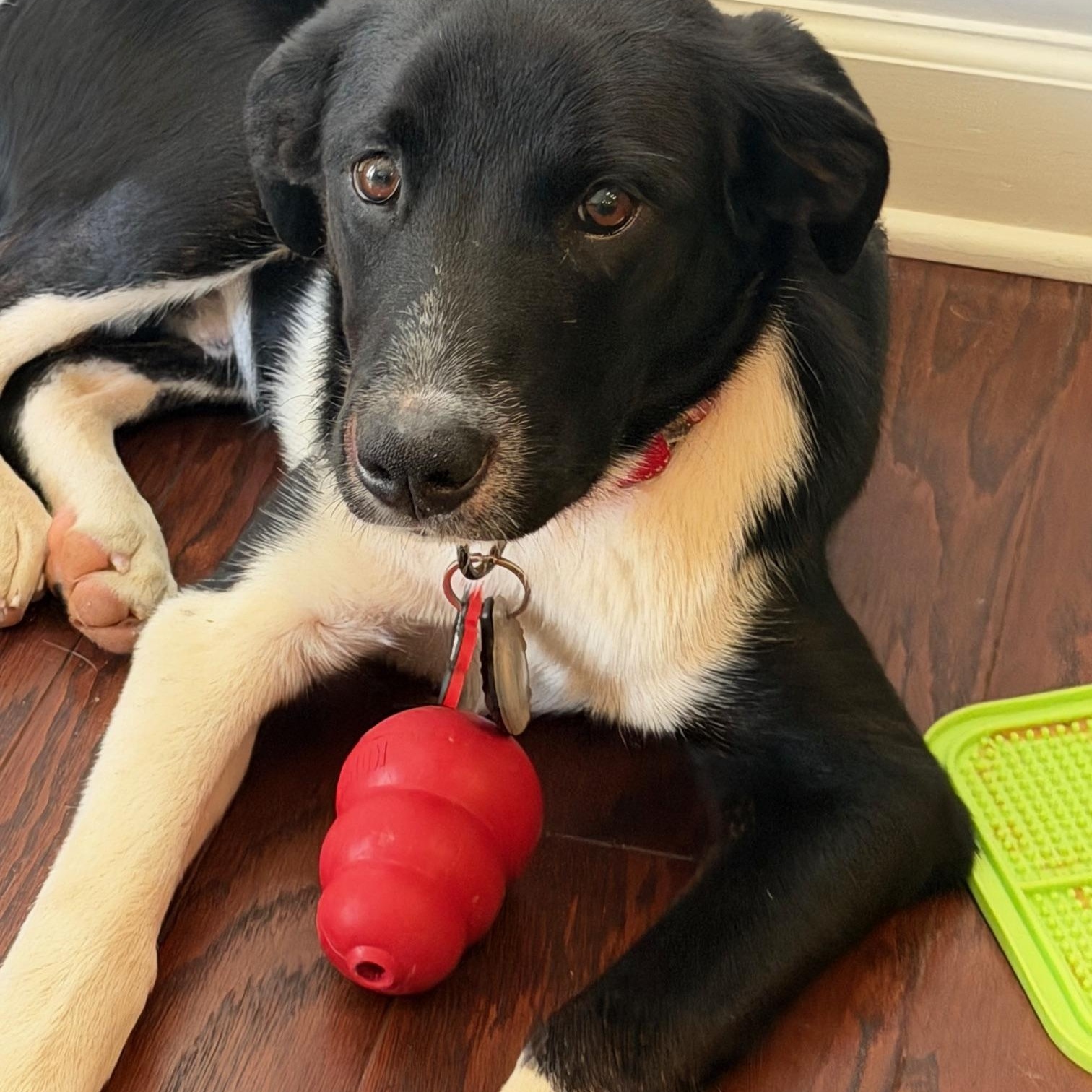 Jordan, a ADOPTABLE mixed breed in Rock Hill, SC image 4/6