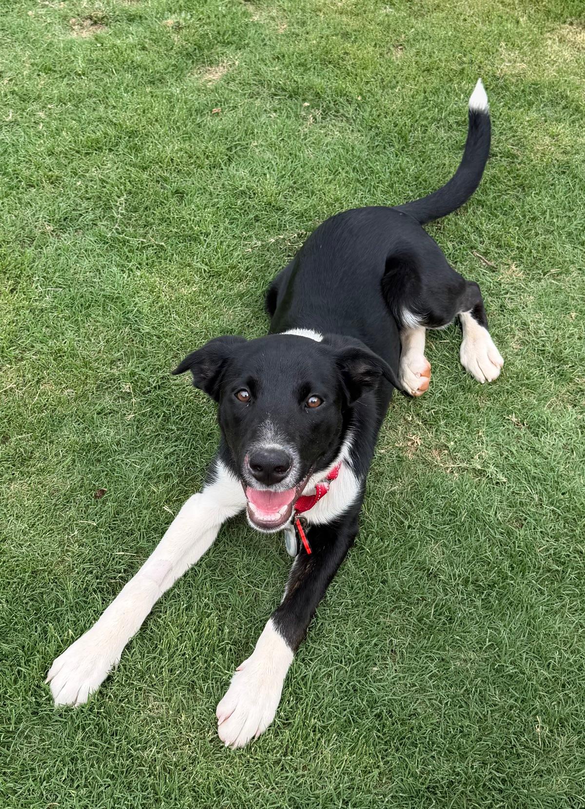 Jordan, a ADOPTABLE mixed breed in Rock Hill, SC image 2/6