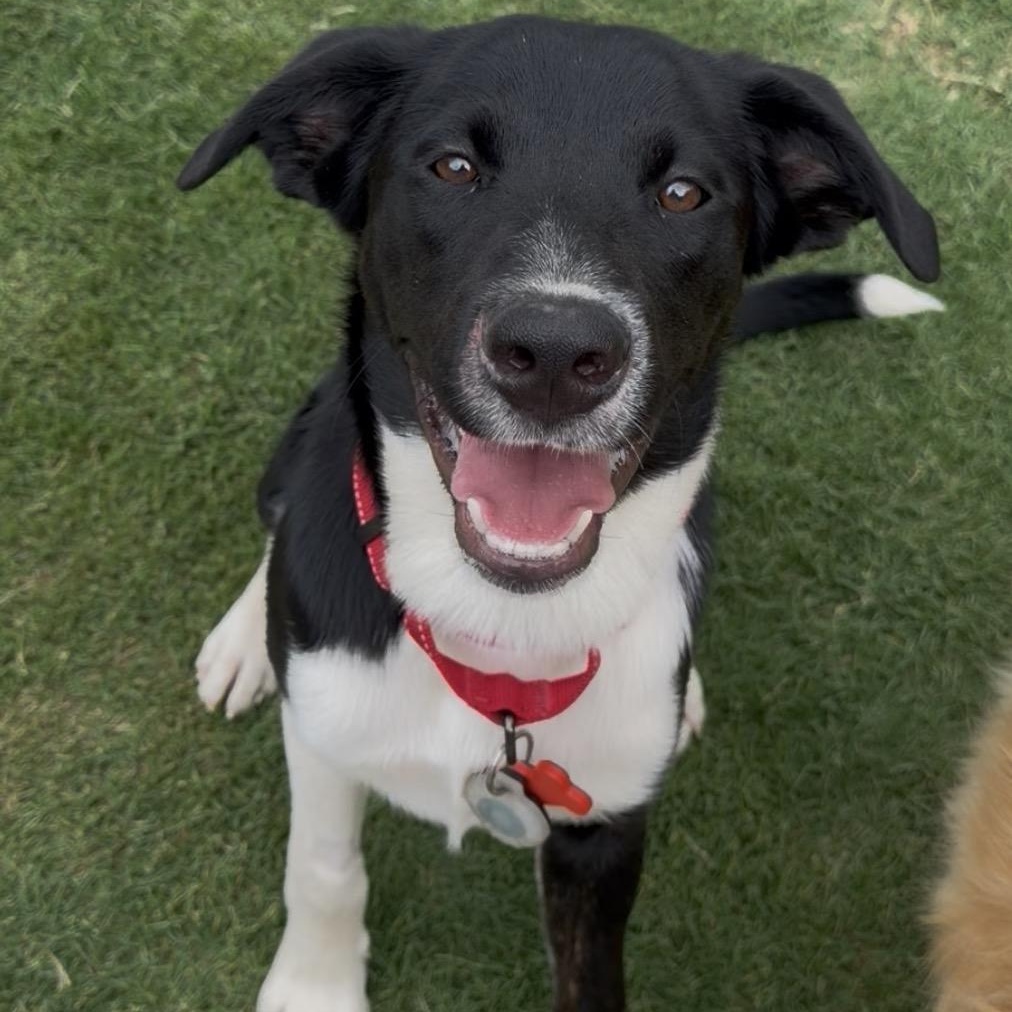 Jordan, ADOPTABLE, Puppy Male Border Collie & Mixed Breed.