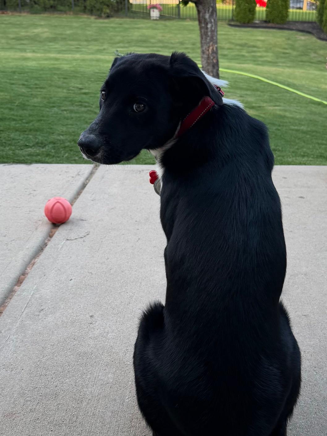 Jordan, a ADOPTABLE mixed breed in Rock Hill, SC image 6/6