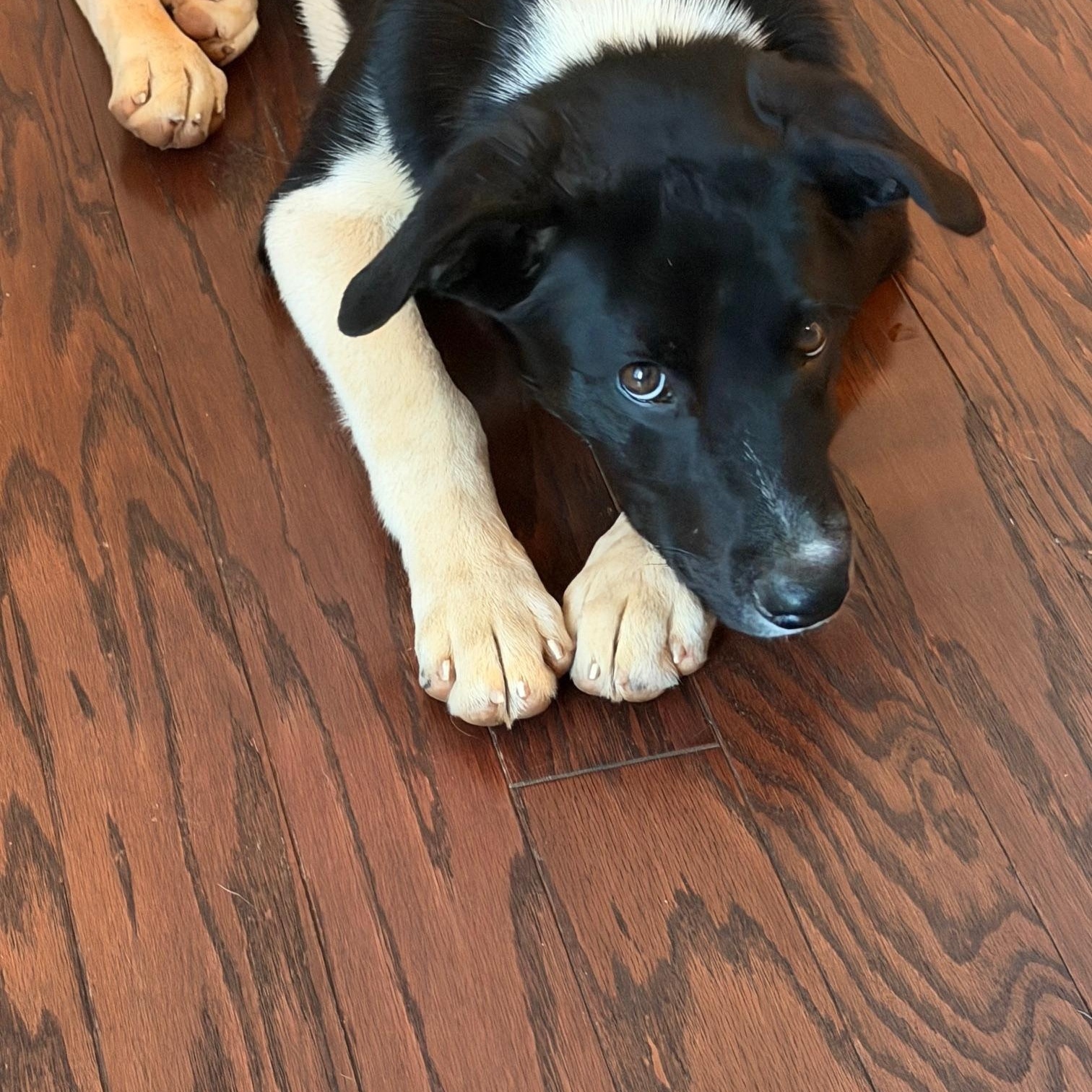 Jordan, a ADOPTABLE mixed breed in Rock Hill, SC image 3/6