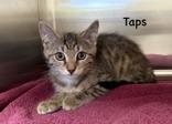 Enlarge Taps, a Adoptable Tabby in Pawleys Island, SC image 1/1