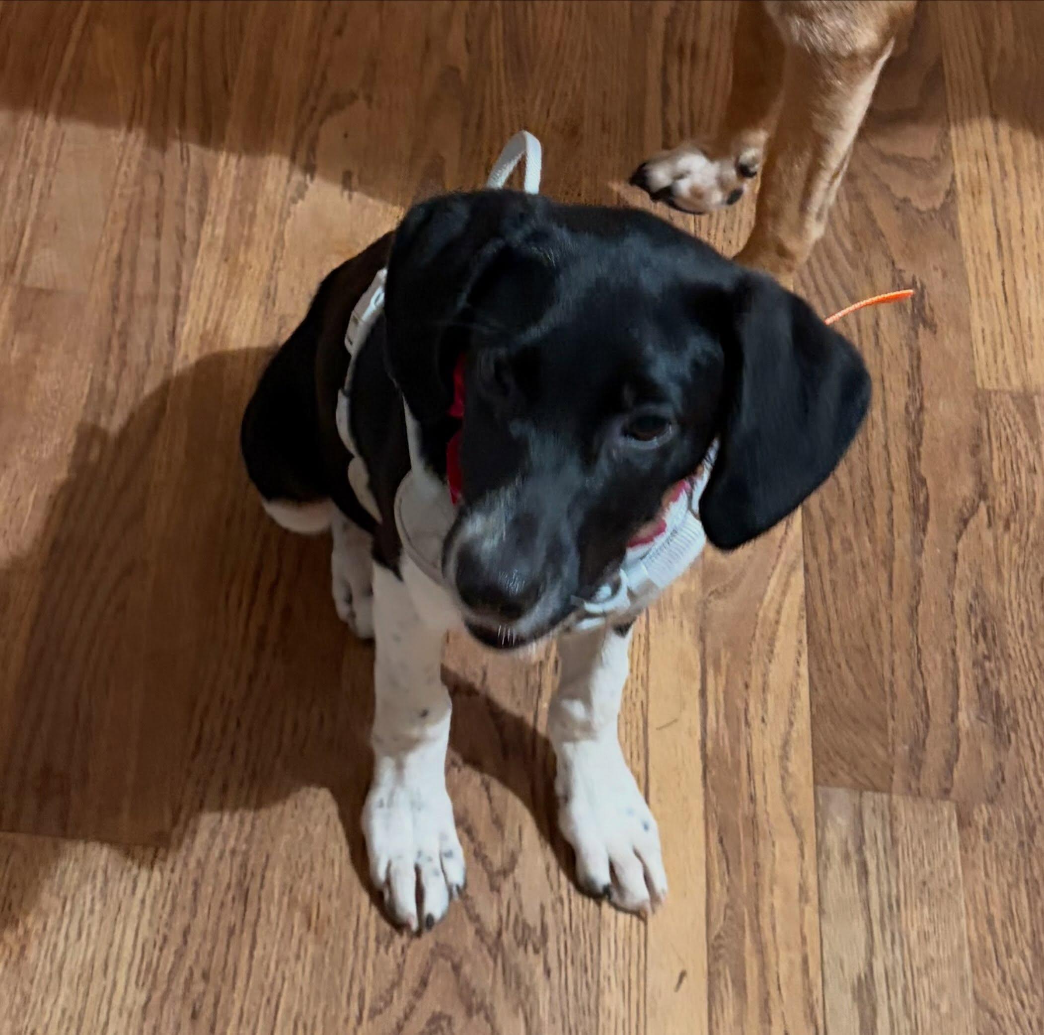 Biscuit, Adoptable, Young Female German Shorthaired Pointer & Border Collie.