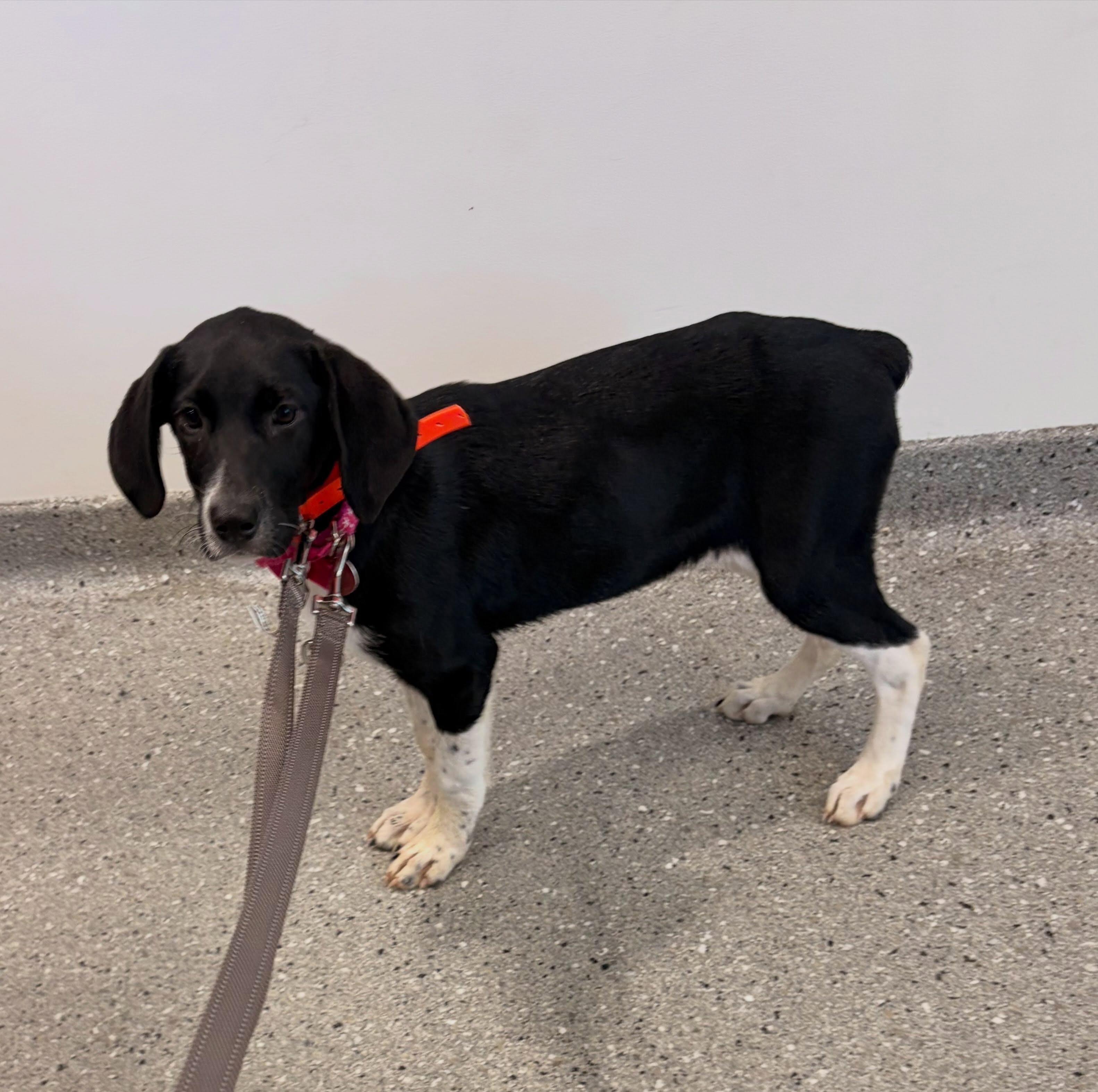 Enlarge Biscuit, a Adoptable mixed breed in Raleigh, NC image 2/6