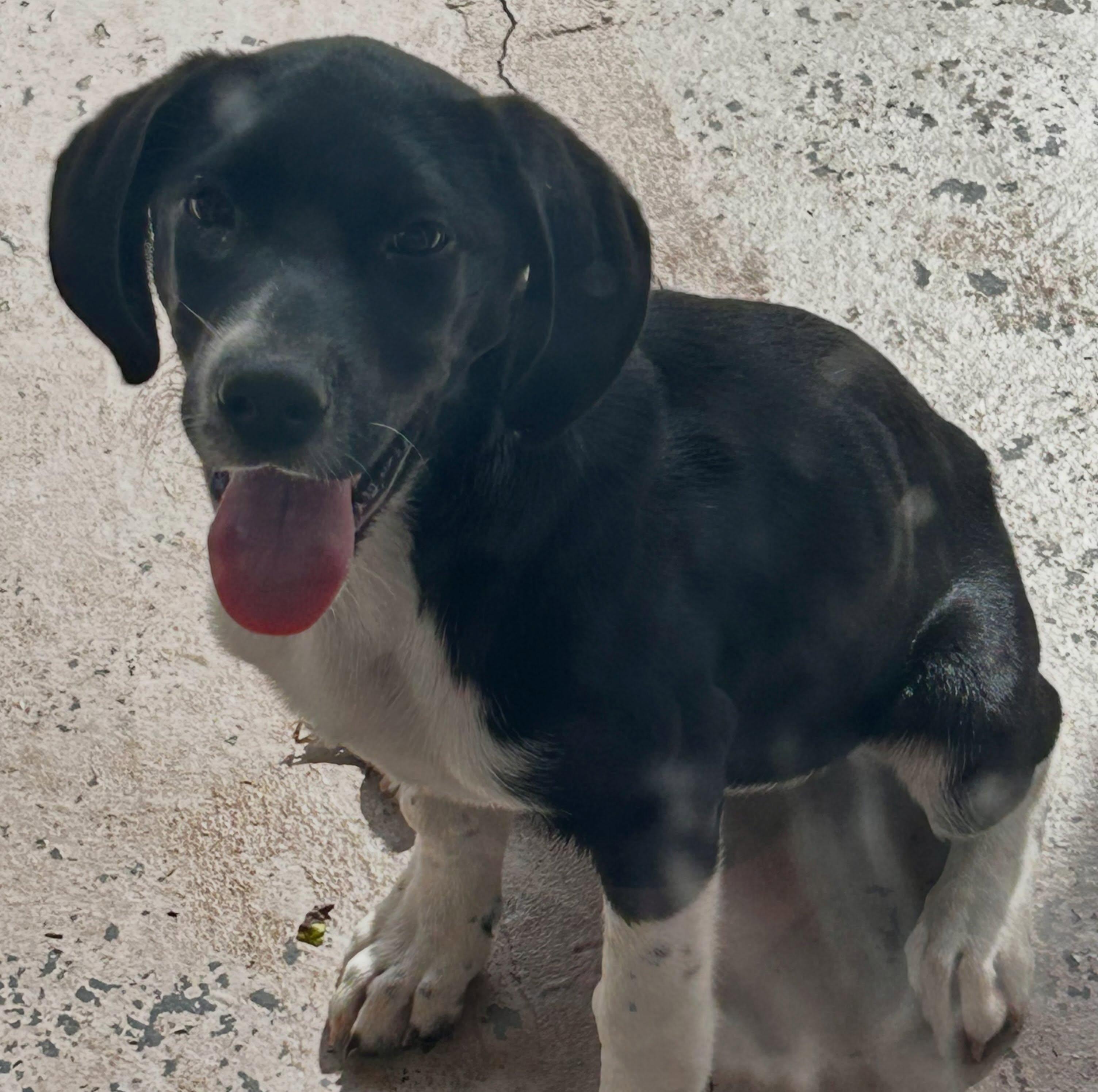 Enlarge Biscuit, a Adoptable mixed breed in Raleigh, NC image 5/6