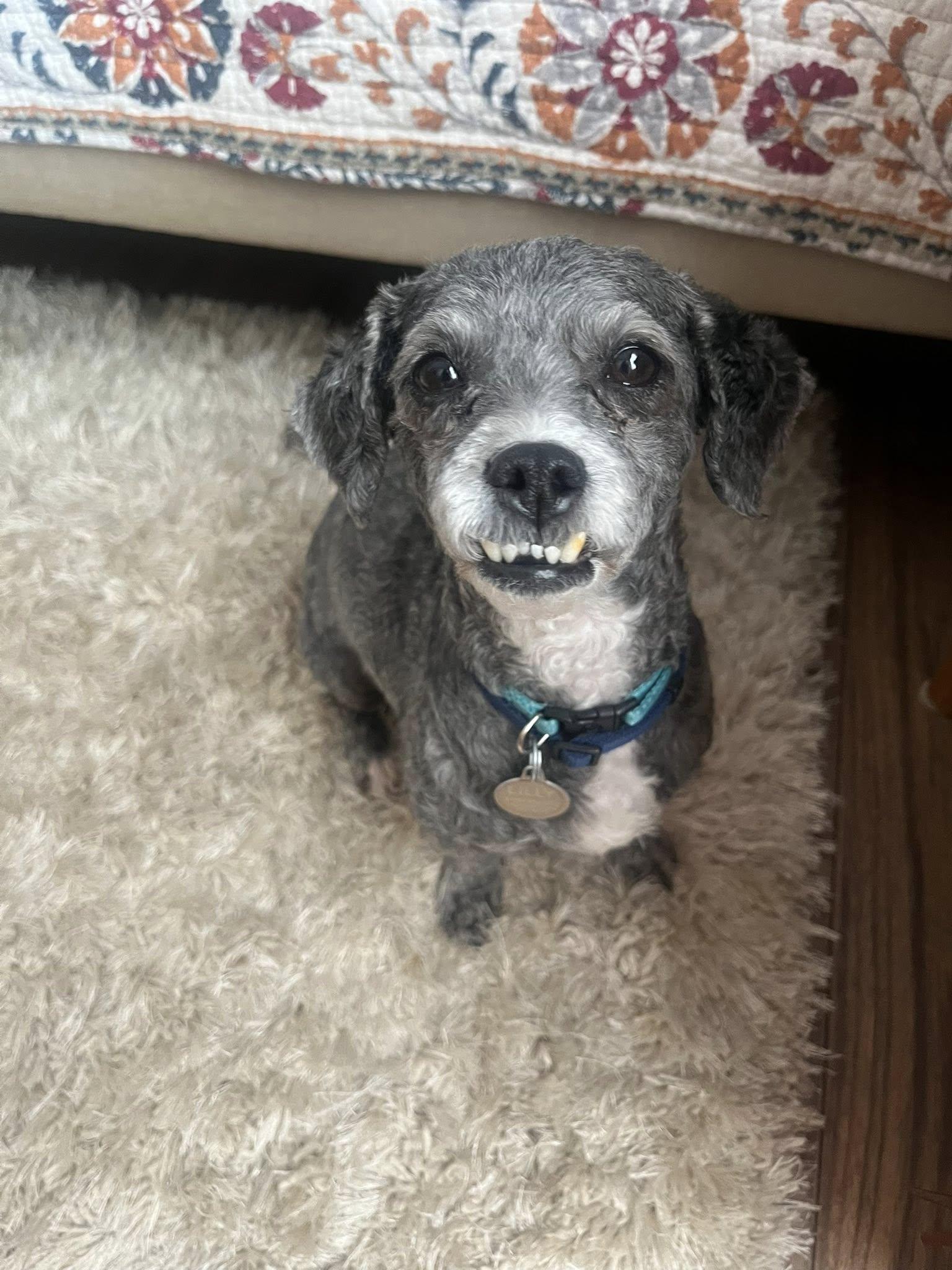Enlarge Nova (NKA Annabelle), a Adopted Poodle in Garner, NC image 1/3
