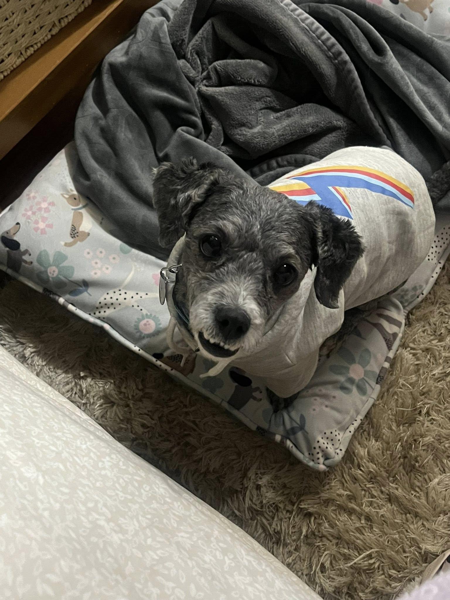 Enlarge Nova (NKA Annabelle), a Adopted Poodle in Garner, NC image 2/3