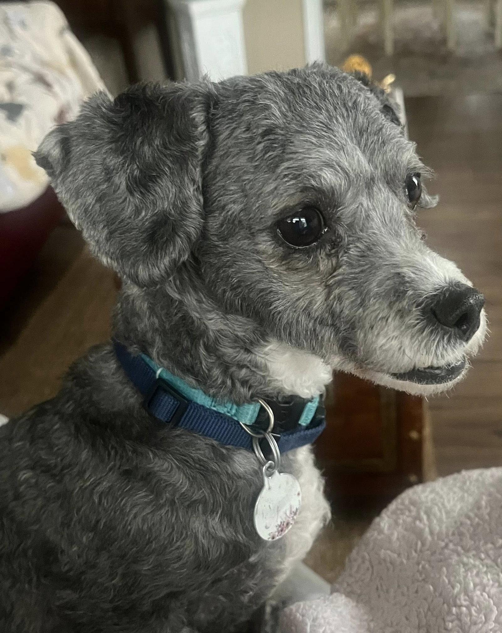 Enlarge Nova (NKA Annabelle), a Adopted Poodle in Garner, NC image 3/3