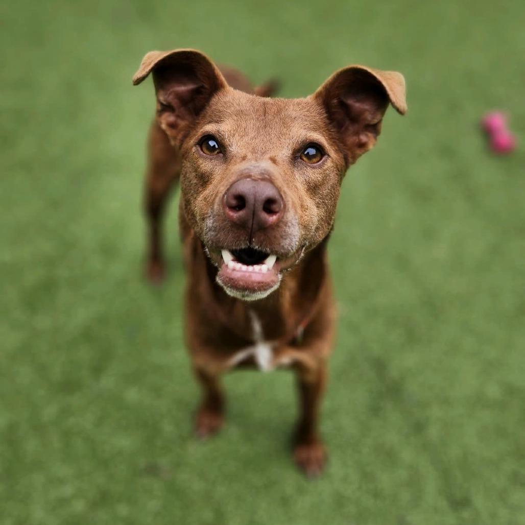 Enlarge Friendly, a Adoptable mixed breed in Greensboro, NC image 1/6