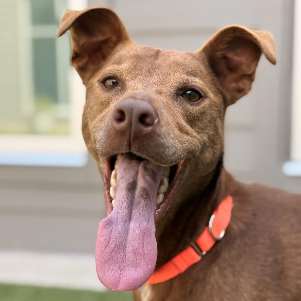 Enlarge Friendly, a Adoptable mixed breed in Greensboro, NC image 2/6