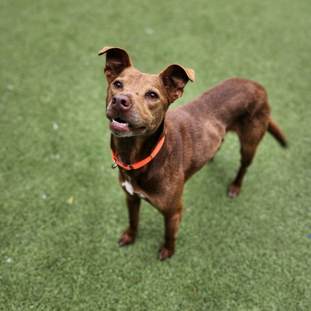 Enlarge Friendly, a Adoptable mixed breed in Greensboro, NC image 3/6