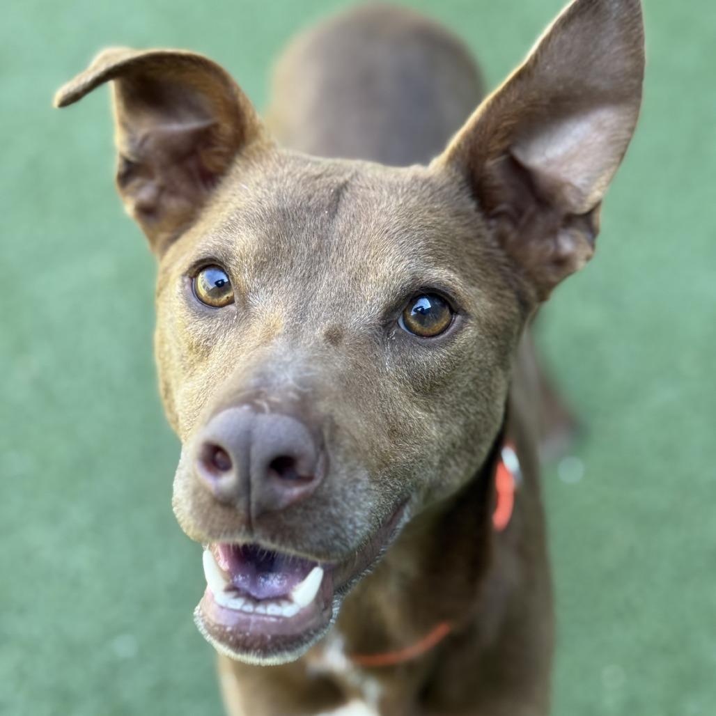 Enlarge Friendly, a Adoptable mixed breed in Greensboro, NC image 4/6
