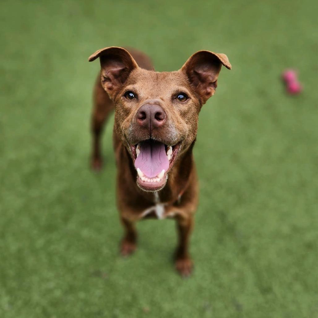 Enlarge Friendly, a Adoptable mixed breed in Greensboro, NC image 5/6