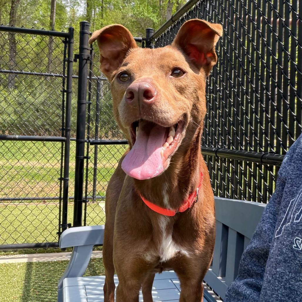 Enlarge Friendly, a Adoptable mixed breed in Greensboro, NC image 6/6