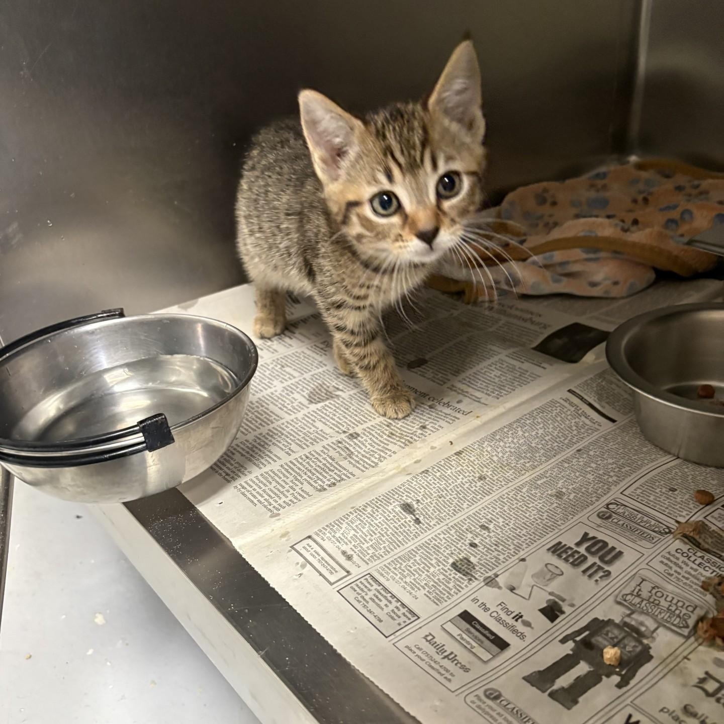 Enlarge Trix, a ADOPTABLE Domestic Short Hair in Elberon, VA image 1/1