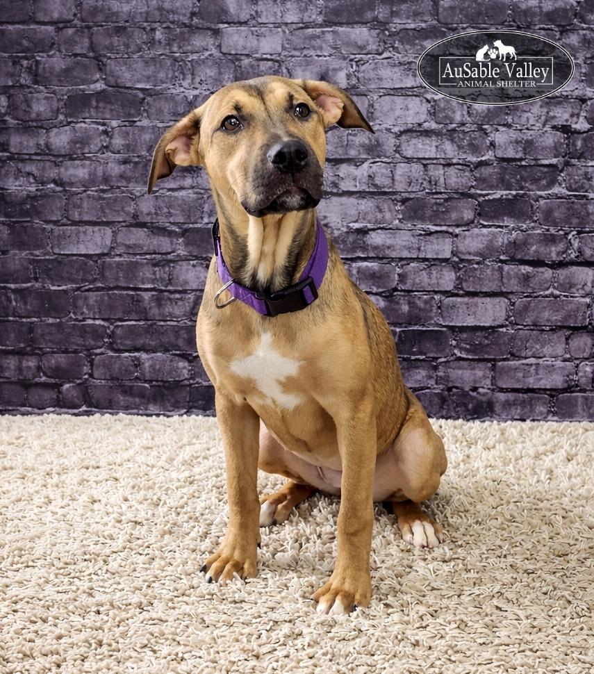 Enlarge Blossom, a ADOPTABLE mixed breed in Grayling, MI image 3/3
