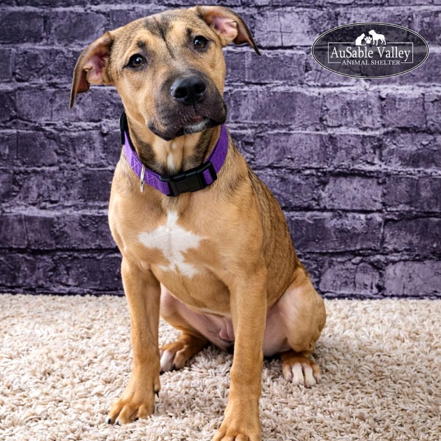 Blossom, ADOPTABLE, Young Female Mixed Breed.