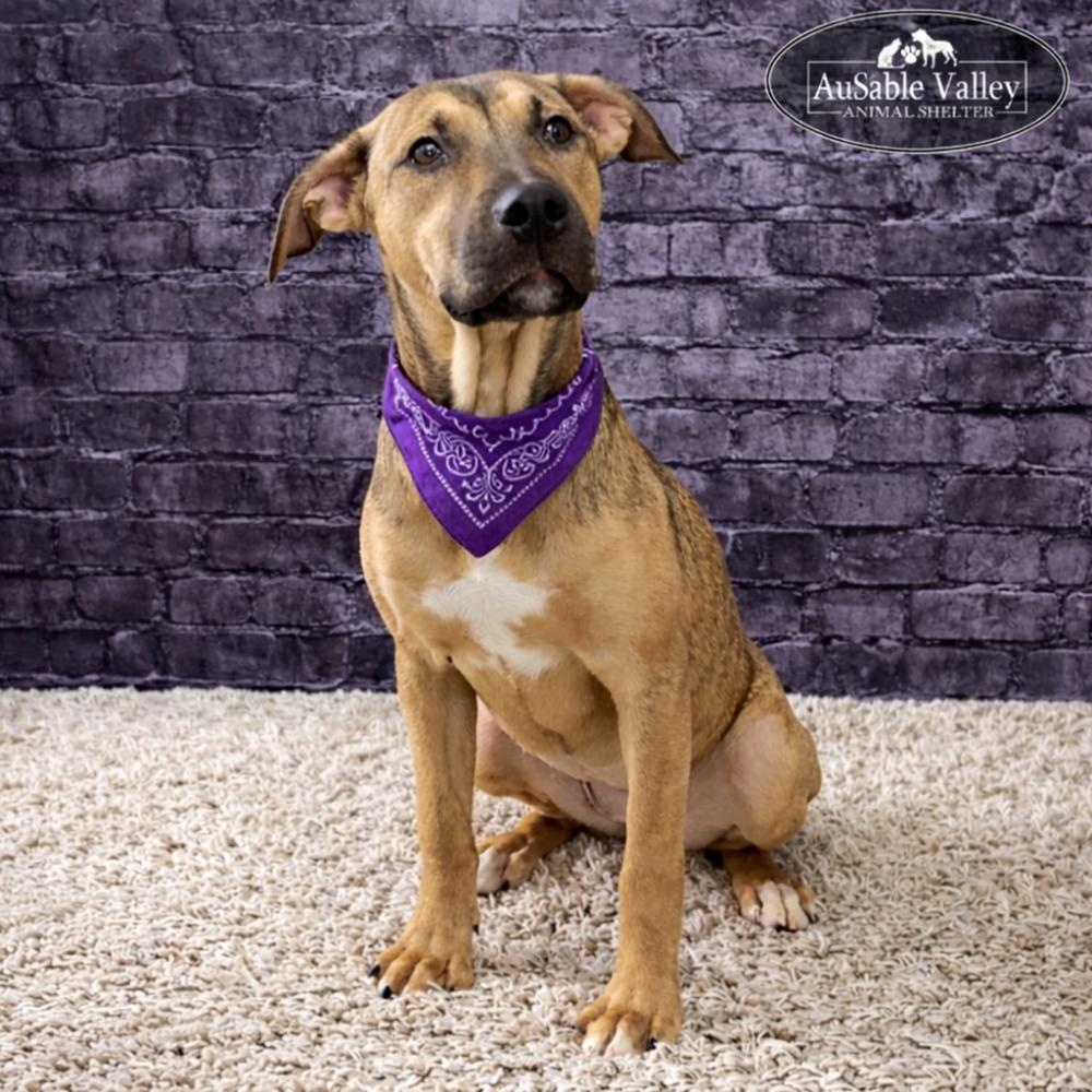 Blossom, ADOPTABLE, Young Female Mixed Breed.