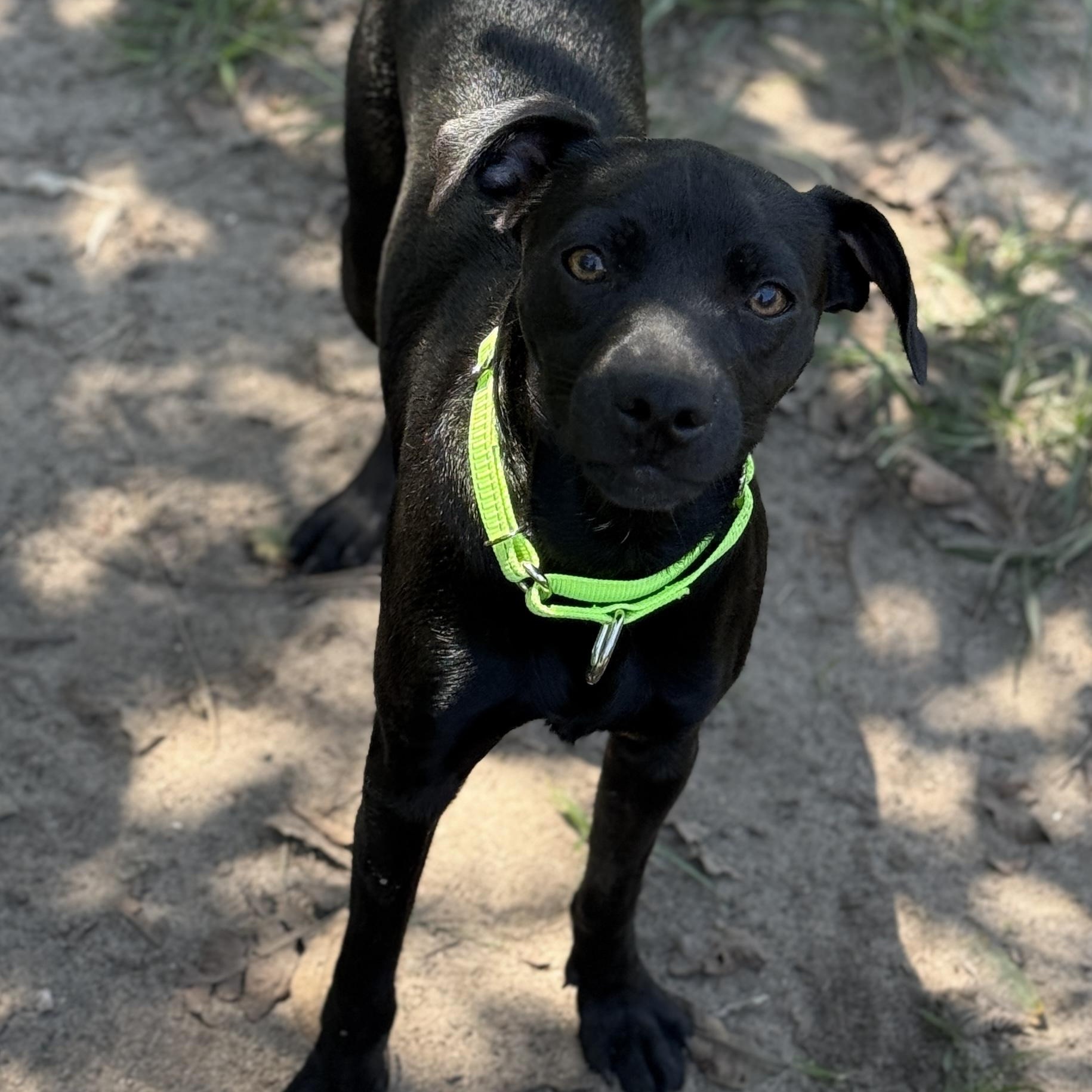 Grayson, a Adoptable mixed breed in Brewton, AL image 2/2