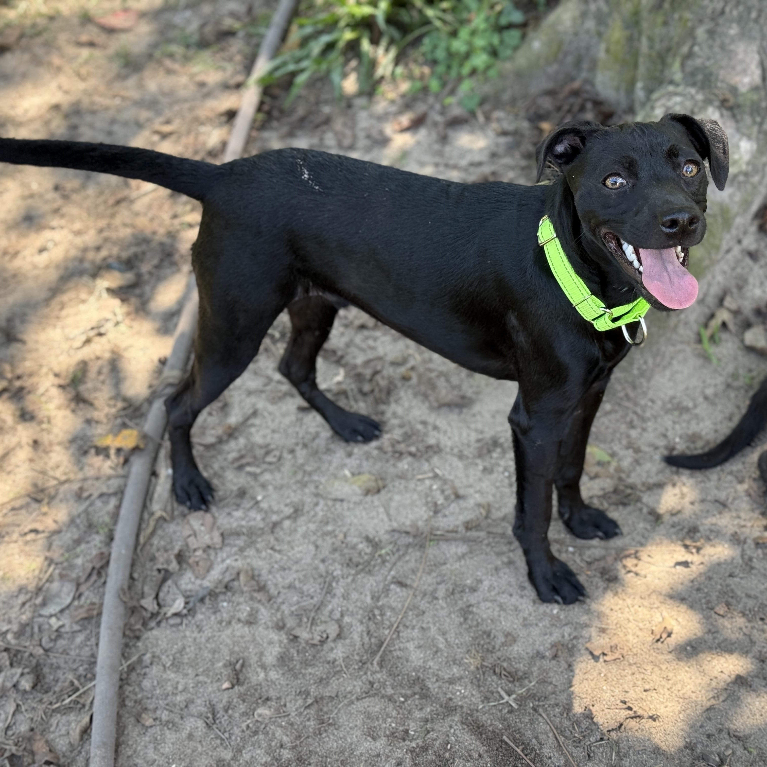 Grayson, Adoptable, Puppy Male Jack Russell Terrier.