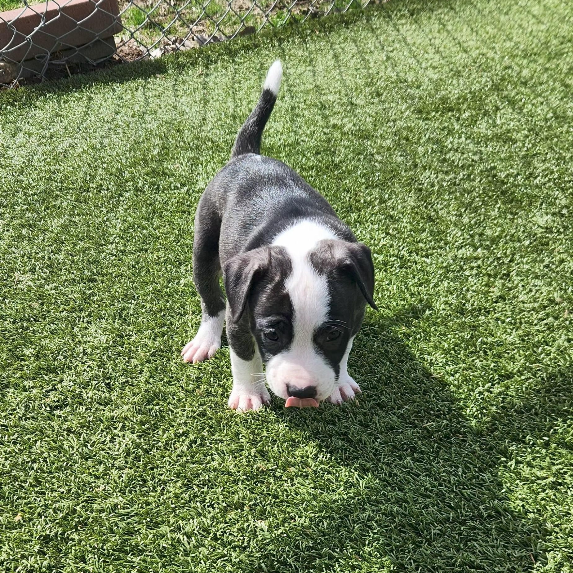 Enlarge Robin, a ADOPTABLE American Staffordshire Terrier in Boonville, MO image 2/2
