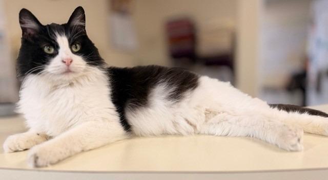 Enlarge Mistletoe, a Adoptable mixed breed in Ladysmith, WI image 2/4