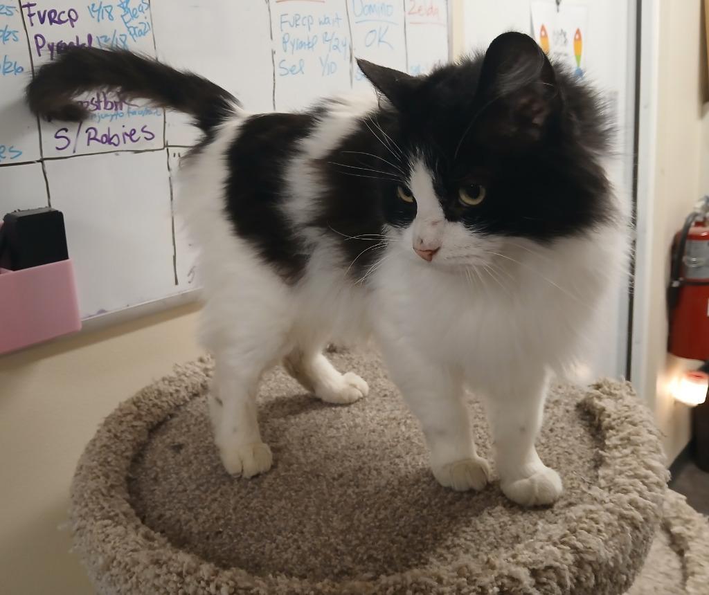 Enlarge Mistletoe, a Adoptable mixed breed in Ladysmith, WI image 2/3