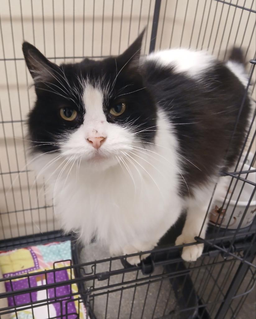 Enlarge Mistletoe, a Adoptable mixed breed in Ladysmith, WI image 3/4