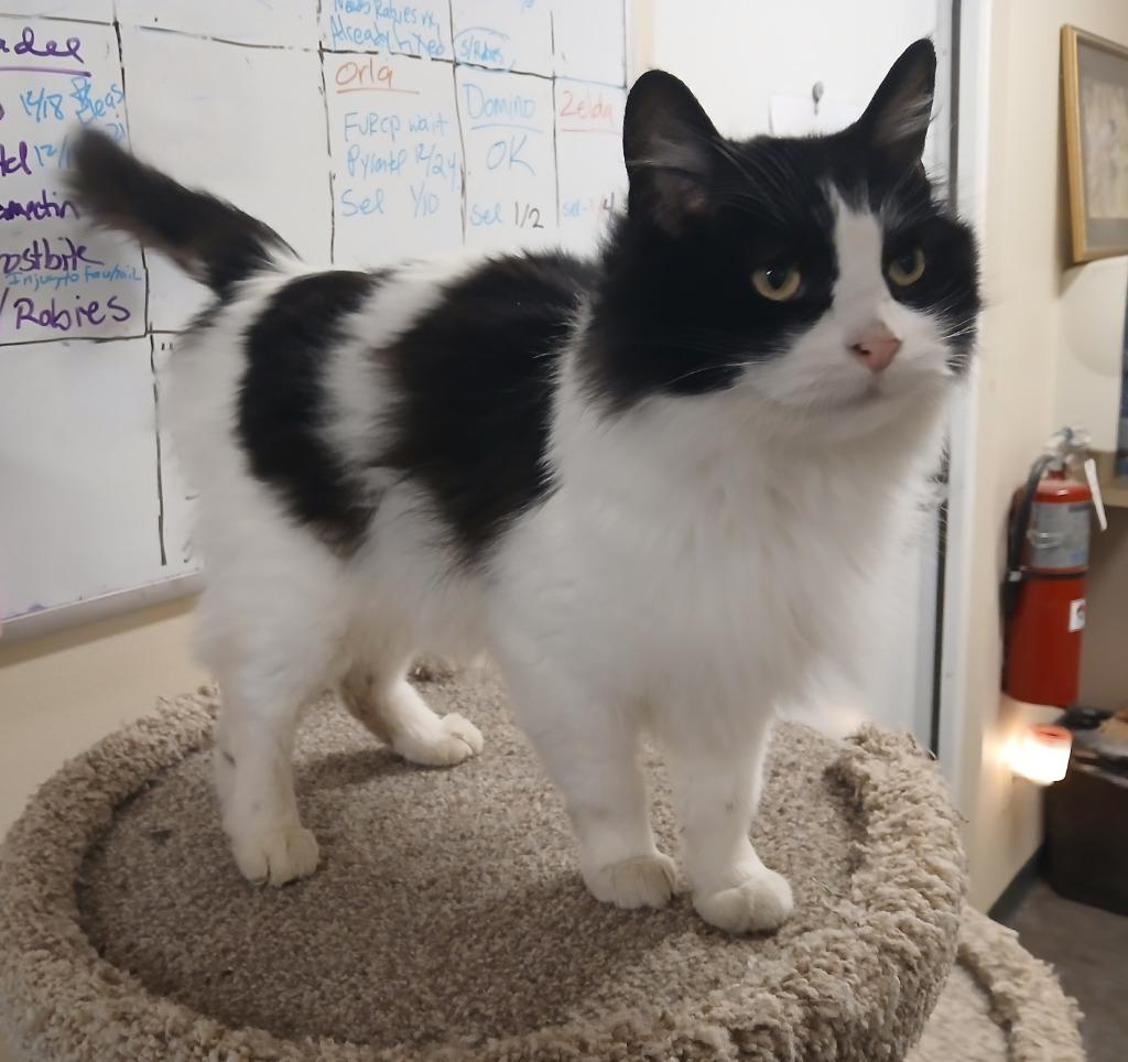 Enlarge Mistletoe, a Adoptable mixed breed in Ladysmith, WI image 3/3