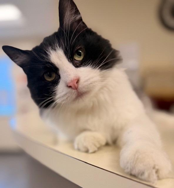 Enlarge Mistletoe, a Adoptable mixed breed in Ladysmith, WI image 4/4