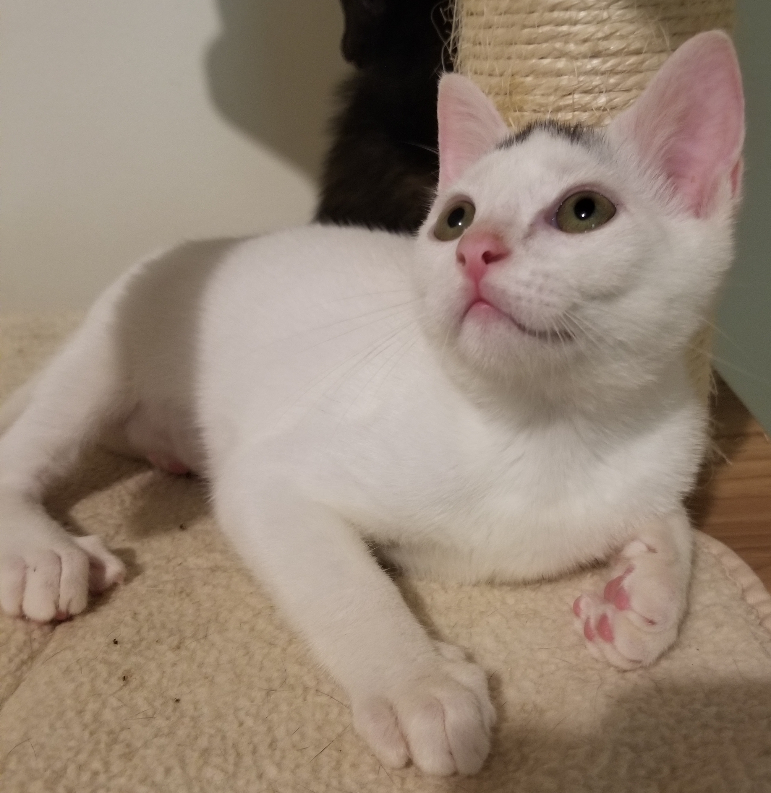 Speckle, Adoptable, Adult Female Domestic Short Hair.