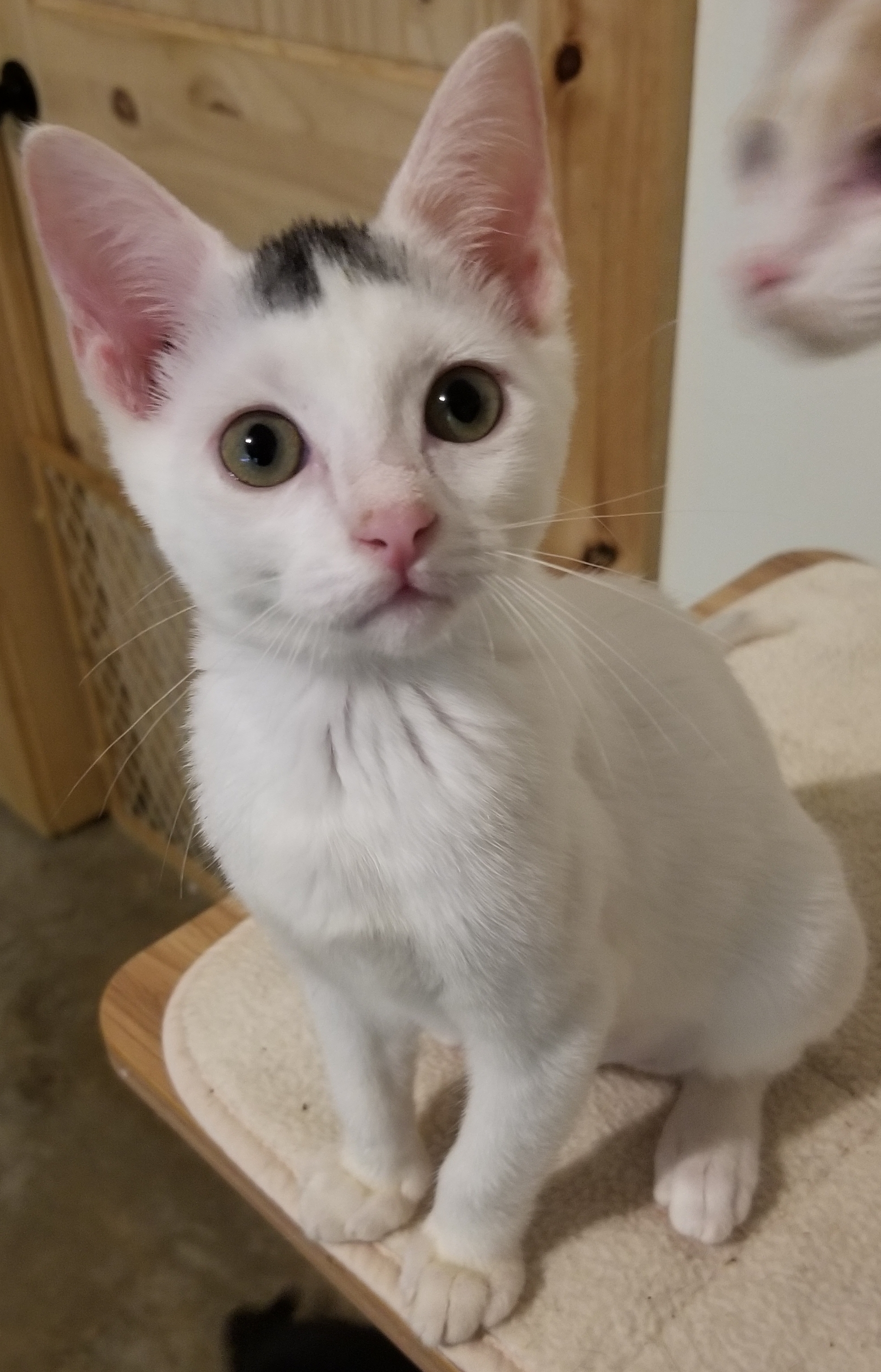 Enlarge Speckle, a Adoptable Domestic Short Hair in Ellijay, GA image 2/12