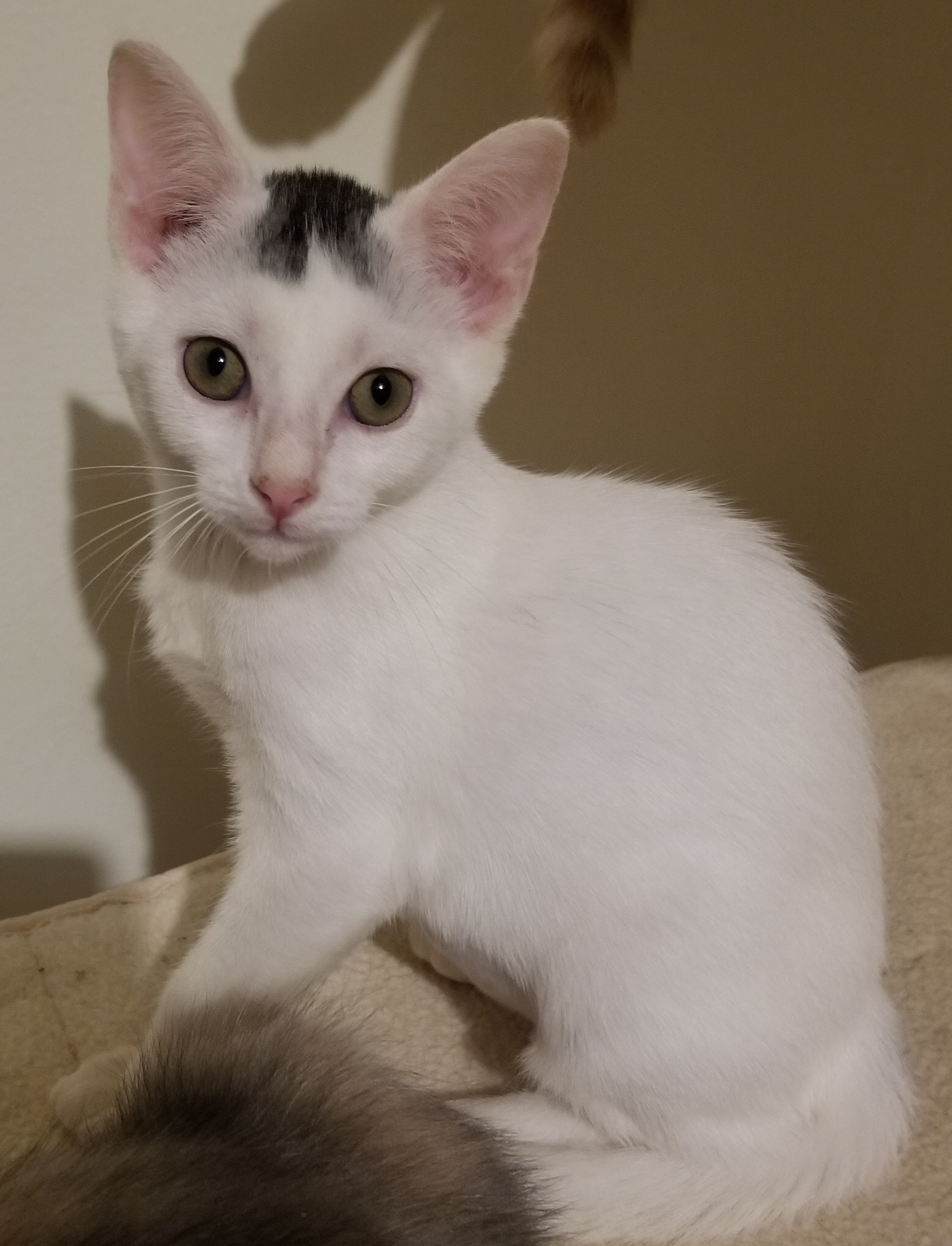 Enlarge Speckle, a Adoptable Domestic Short Hair in Ellijay, GA image 3/12