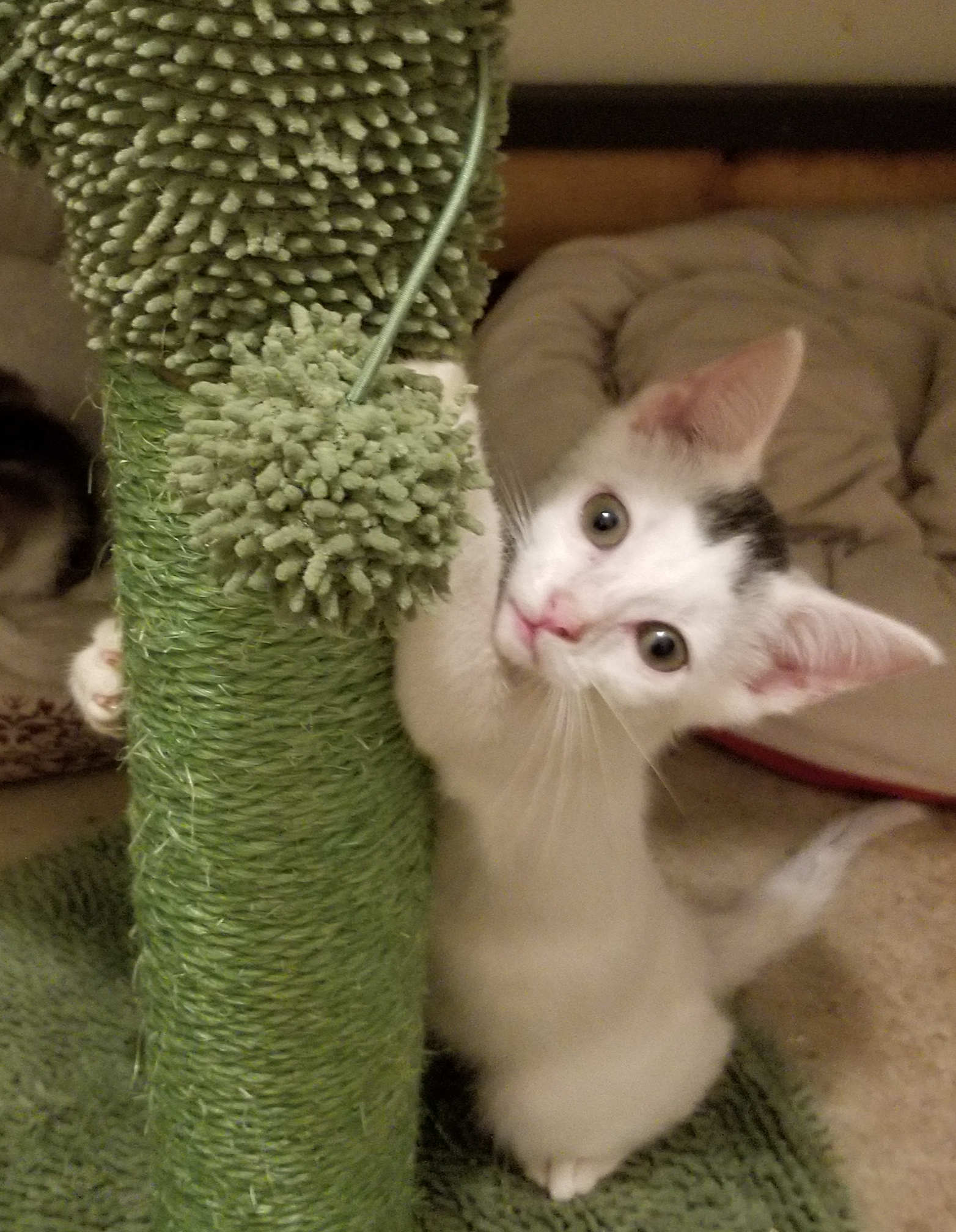 Enlarge Speckle, a Adoptable Domestic Short Hair in Ellijay, GA image 4/12