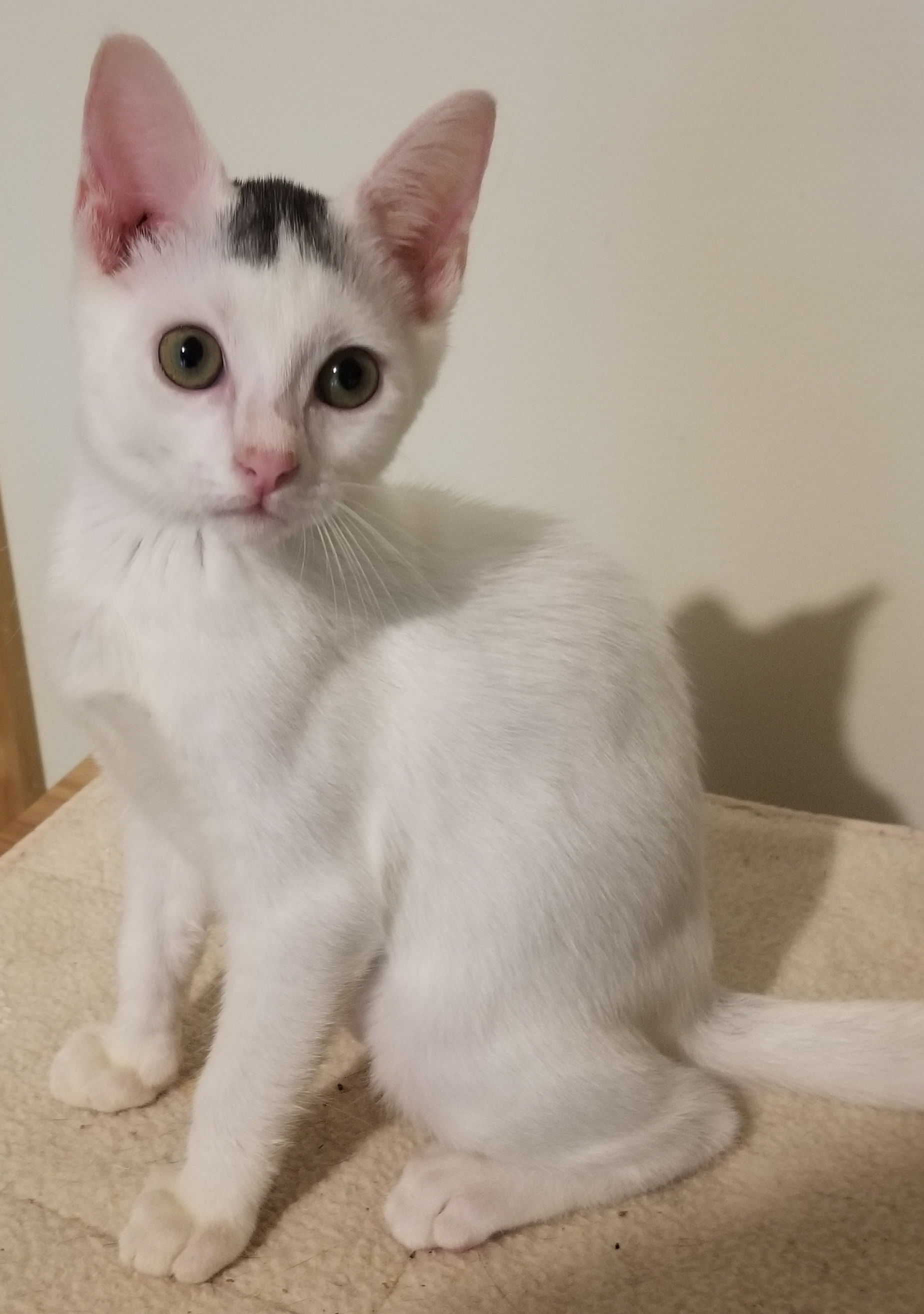 Enlarge Speckle, a Adoptable Domestic Short Hair in Ellijay, GA image 5/12