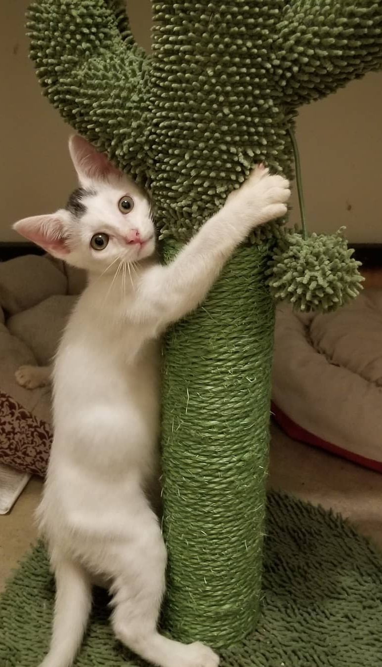 Enlarge Speckle, a Adoptable Domestic Short Hair in Ellijay, GA image 6/12