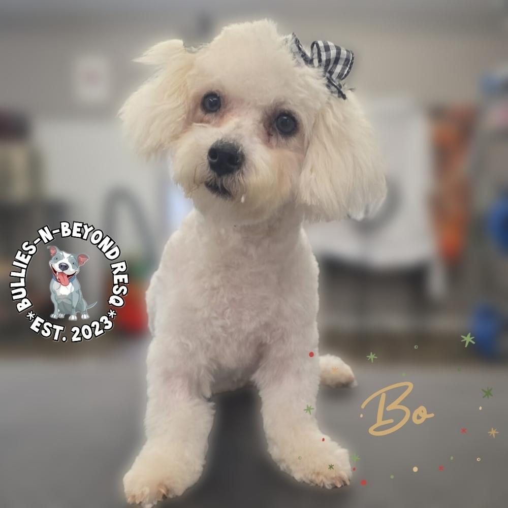 Bo, a Adoptable mixed breed in Omaha, NE image 1/6