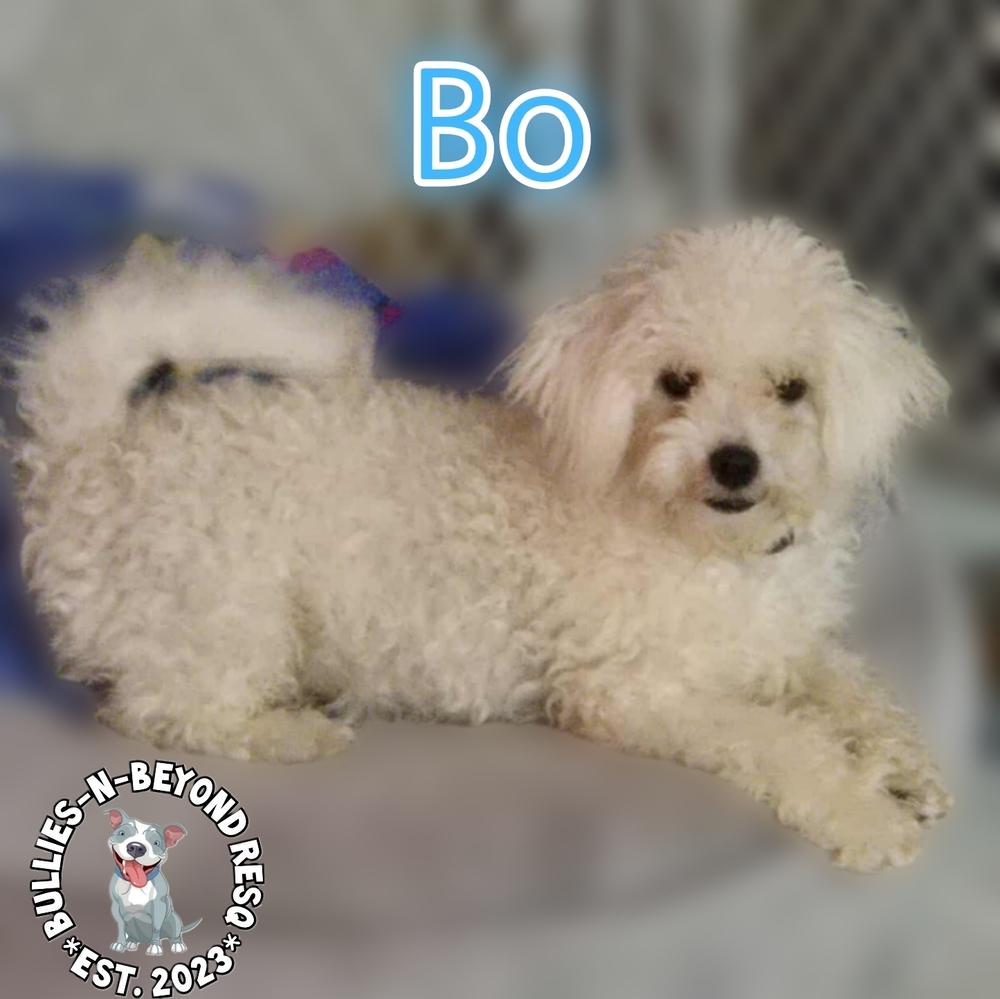 Bo, a Adoptable mixed breed in Omaha, NE image 3/6