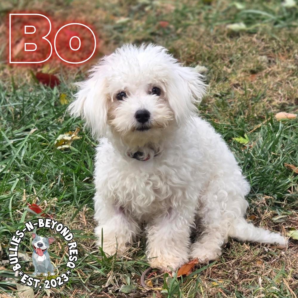 Bo, a Adoptable mixed breed in Omaha, NE image 4/6