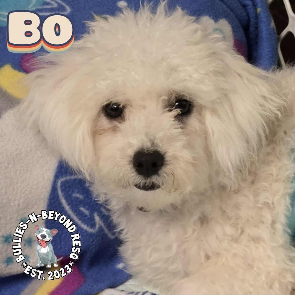 Bo, a Adoptable mixed breed in Omaha, NE image 5/6